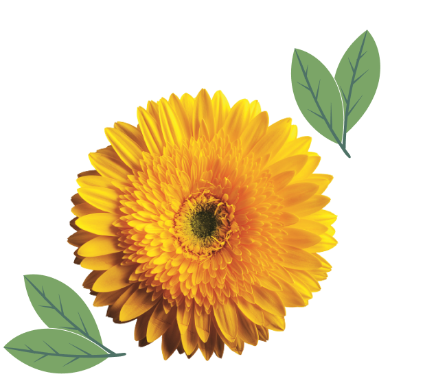 Gerbera do Montijo